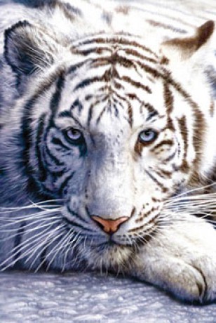 plakaty-full-white-tiger-2918.jpg